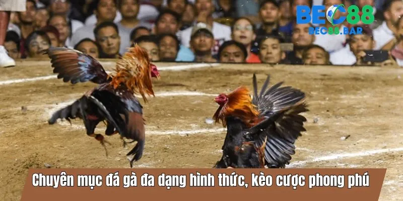 Chuyên mục đá gà đa dạng hình thức, kèo cược phong phú