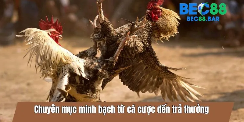 Chuyên mục minh bạch từ cá cược đến trả thưởng