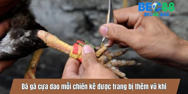 Đá gà cựa dao mỗi chiến kê được trang bị thêm vũ khí