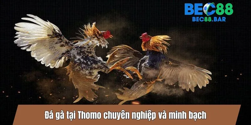 Đá gà tại Thomo chuyên nghiệp và minh bạch
