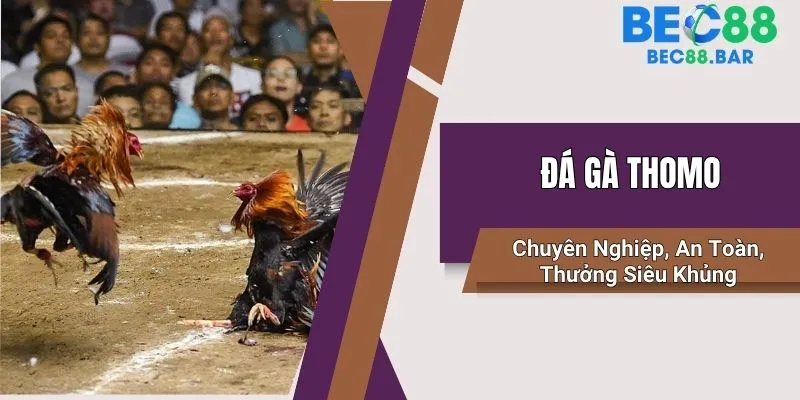 đá gà Thomo