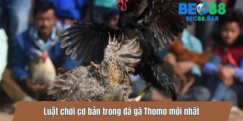 Luật chơi cơ bản trong đá gà Thomo mới nhất
