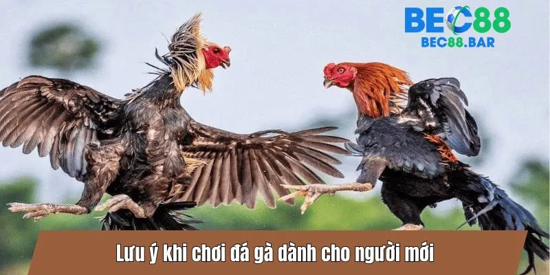 Lưu ý khi chơi đá gà dành cho người mới
