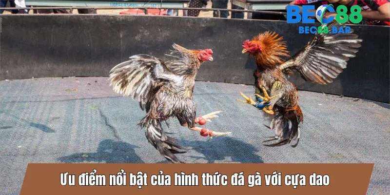 Ưu điểm nổi bật của hình thức đá gà với cựa dao